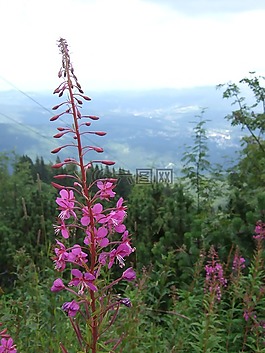 epilobium,巴伐利亞森林,廠