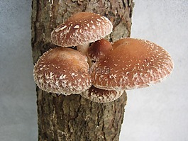 菌類,香菇,蘑菇