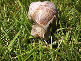 蝸牛,軟體動物,殼