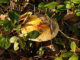 蘑菇,菌類(lèi),多彩