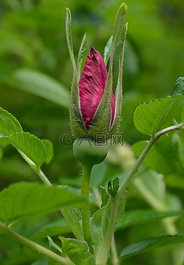 hibsikus,開花,花