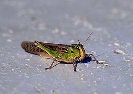 蝗蟲,昆蟲,綠色