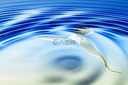 鏡像,水,鳥