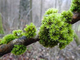 苔,moss 殖民地,科