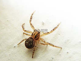 蜘蛛,動物,昆蟲