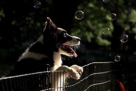 狗,小狗,牧羊犬