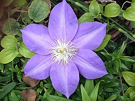 紫色花,開花,花