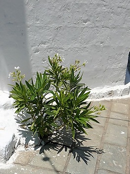 植物,花卉,綠色