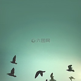 鳥(niǎo),天空,抽象
