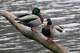 湖,鴨,野生鳥類