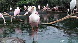 火烈鳥,動(dòng)物園,羽毛