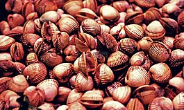 貽貝,海鮮,吃