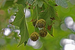 性質(zhì),葉,水果