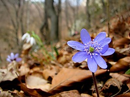 花卉,苔,黛西