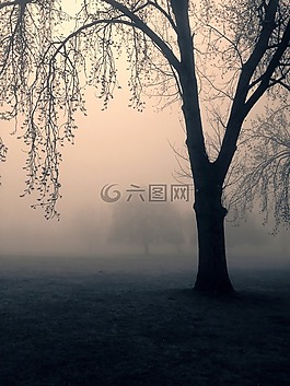 樹,鬼,薄霧