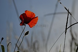 罌粟,夏季,紅色