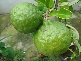 石灰,柑橘,水果