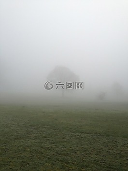 樹,薄霧,公園