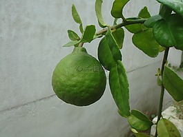 石灰,柑橘,水果