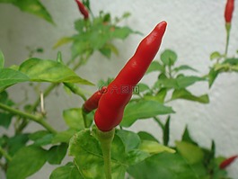 辣椒,胡椒,植物