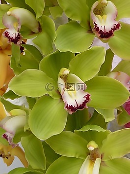 蘭花,綠色,花