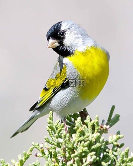金翅雀,鳥,野生動物