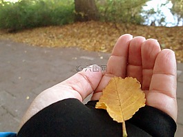 葉,秋,手