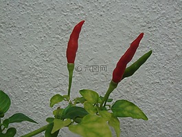 辣椒,新鮮,有機(jī)