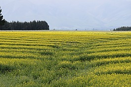 原野,鮮花,夏天