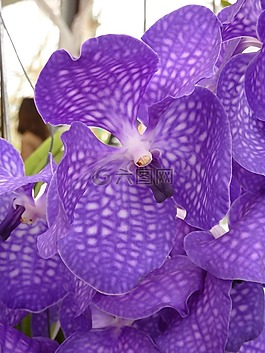 蘭花,紫,花