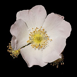 木海葵,海葵 nemorosa,hahnenfußgewächs
