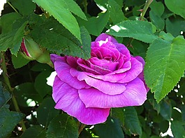 花,粉色,花園