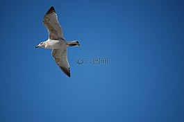 動(dòng)物,鳥(niǎo),海鷗