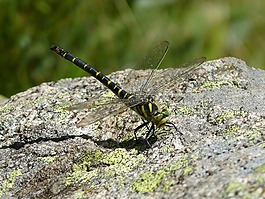 蜻蜓,蜻蜓虎,cordulegaster boltonii