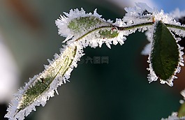 玫瑰花瓣,凍結(jié),弗羅斯特