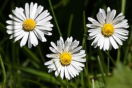 草地,雛菊,貝利斯哲學