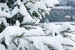云杉,雪,降雪