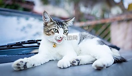 動(dòng)物,貓,寵物