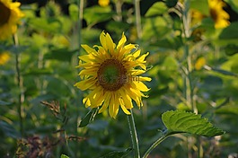 太陽(yáng)花,夏季,鮮花