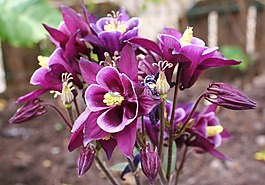 aquilegia,akelei,园林植物