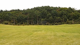 草甸,森林,植物園