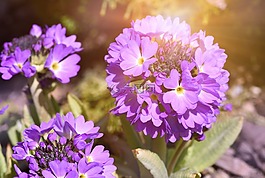 花,廠,報(bào)春花