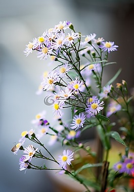 花,植物,美麗