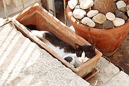 貓咪,睡眠,花瓶