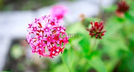 花,自然,植物