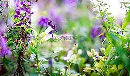 花,紫色,自然