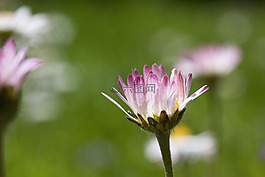 草地,雛菊,開花