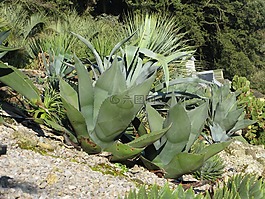 龍舌蘭,植物,仙人掌