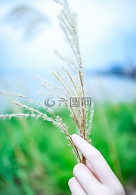植物,自然,手