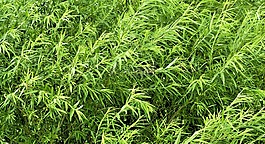 植物,性質(zhì),灌木